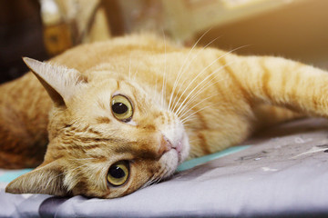 Orange cat relax and sleeping on the floor