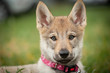 puppy of a Czechoslovakian wolfdog