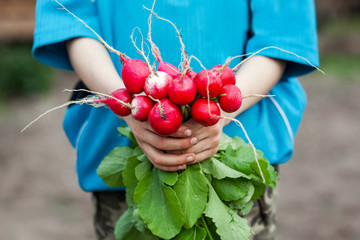 Wall Mural - Fresh organic radish in child hands. Healthy food.