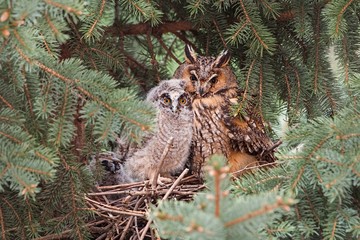 Adult and juvenile long-eared owl, asio otus, sitting on a nest in coniferous tree close together. Animal family with protective mother and cute hatchling. wildlife scenery of bird breeding in nature