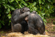 Chimpanzee Pair Cleaning
