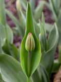 Fototapeta Tulipany - Tulips are blooming at spring time