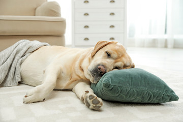 Canvas Print - Yellow labrador retriever with pillow lying on floor indoors