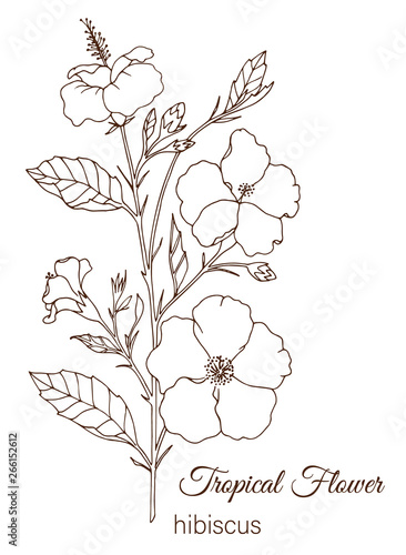 Vector Illustration Of Tropical Flower Isolated On White Background Hand Drawn Hibiscus Floral Outline Coloring Page Sketch Style Tropic Design Elements Stock Vector Adobe Stock