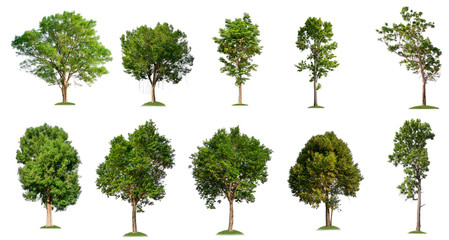 Aufkleber - isolated tree collection on white background 