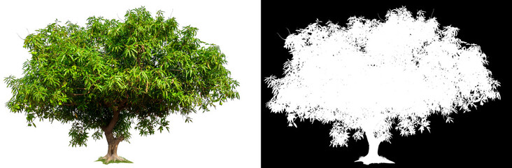 Aufkleber - mango tree on grey background with clipping path and alpha channel 