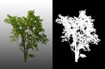 Leinwandbilder - single tree with clipping path and alpha channel