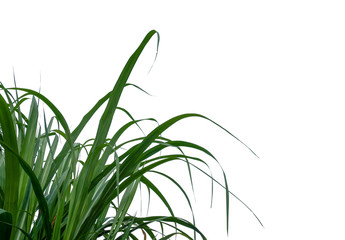 Aufkleber - sugar leaves on white background with clipping path 