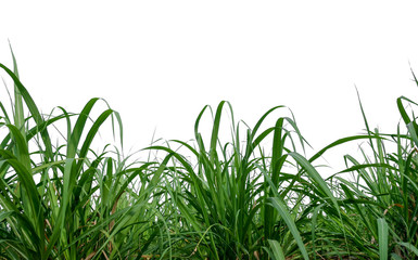 Aufkleber - sugar leaves on white background with clipping path 