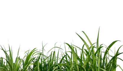 Aufkleber - sugar leaves on white background with clipping path 