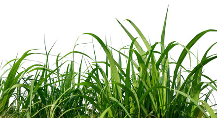 Aufkleber - sugar leaves on white background with clipping path 