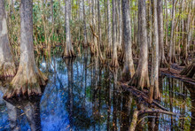 Beutiful Cypress Trees Reflect In Water Of The Everglades