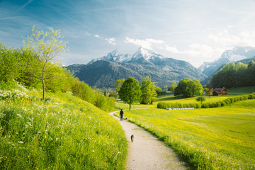 Wall Mural - idyllic landscape in the alps with blooming meadows in springtime