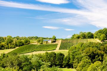 Sticker - vineyard, Jurancon, France