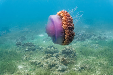 Beautiful cauliflower jellyfish in a shallow reef. The Cauliflower Jellyfish is found in the Indo-Pacific and East Atlantic. It occasionally drifts inshore but it is mostly found out in the ocean