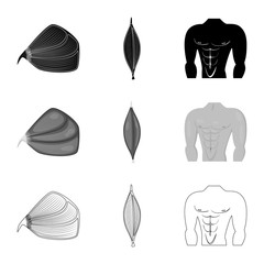  Isolated object of fiber and muscular icon. Set of fiber and body  stock vector illustration.