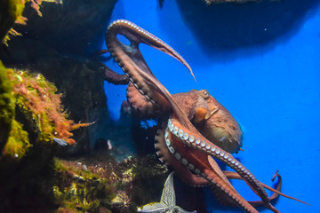 Wall Mural - octopus with tentacles crawls in an aquarium on a blue background