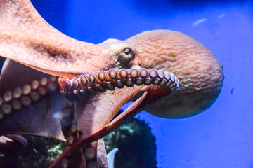 Wall Mural - octopus with tentacles crawls in an aquarium on a blue background