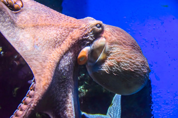 Wall Mural - octopus with tentacles crawls in an aquarium on a blue background