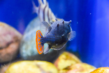 exotic fish dark blue striped with an orange tail under water in an aquarium