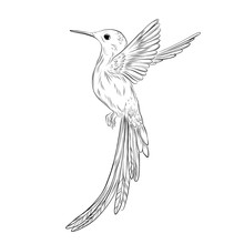 Hand-drawn Colibri Illustration. Humming Bird Sketch On White Background. Cute Small Bird Tropical  Illustration. Exotic Animals