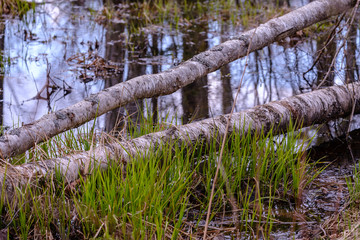 forest lake surrounded by tree trunks and branches with no leaves