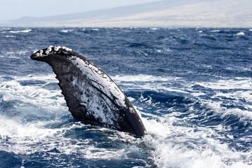 Wall Mural - Flapper of a humpback whale