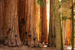 © Maygutyak - Hiker in Sequoia national park in California, USA