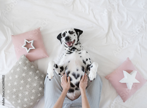 Dalmatian dog lying on her back with paws up wishing for a tummy rub. Dog in bed resting and yawning among pillows with stars pattern. Funny, cute dog\'s muzzle. Good morning concept. Flat lay