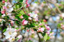 Flowers Of An Apple Tree. Focus On The Front Flowers.