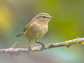 Poster - Red robin back light garden