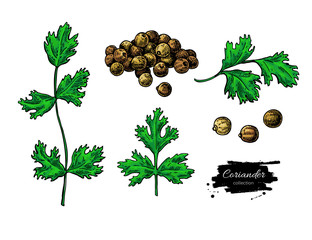 Coriander vector hand drawn illustration set. Isolated spice object. Colorful seasoning.