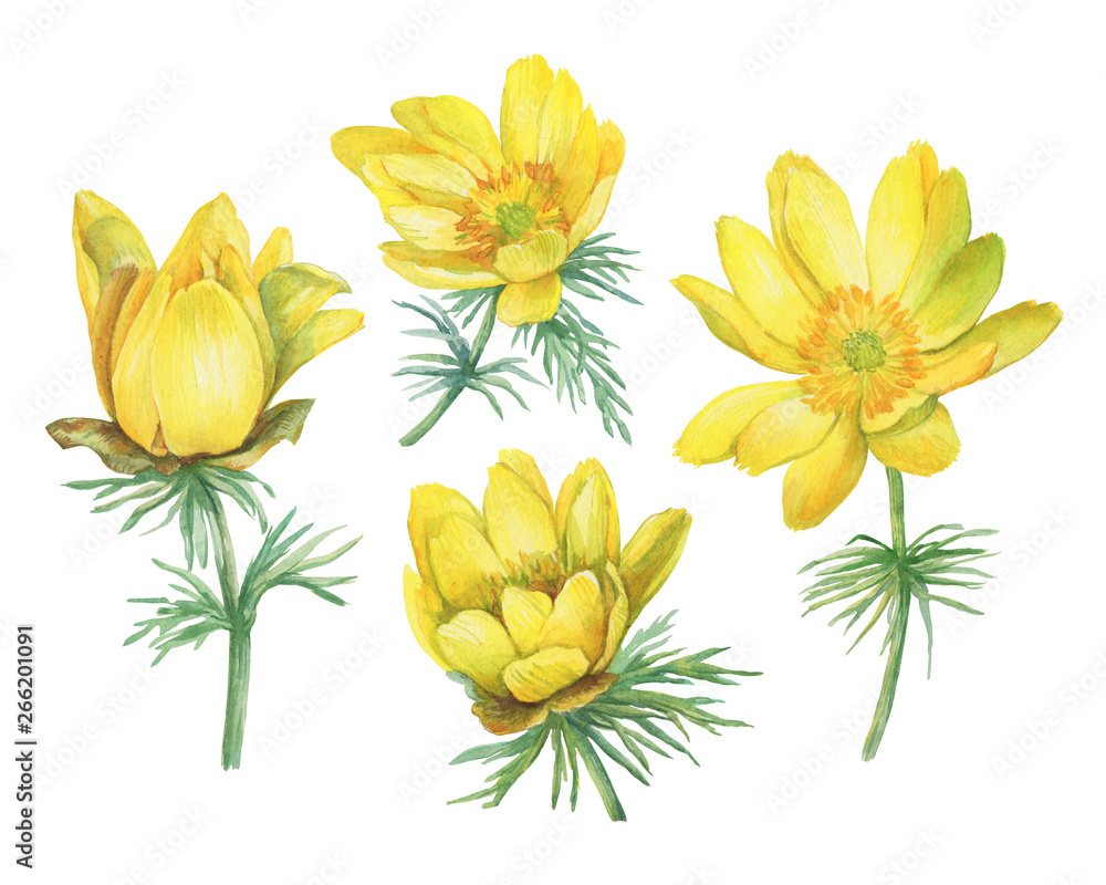 Set of first spring wildflower yellow Adonis vernalis (also known as pheasant's eye and false hellebore). Hand drawn watercolor painting illustration isolated on white background. - obrazy, fototapety, plakaty 