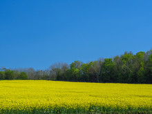 Vibrant Yellow Rapeseed Crops Against A Blue Sky In The Devon Countryside