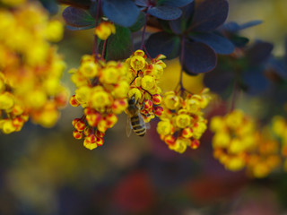 Wall Mural -  bee collecting pollen from yellow flowers