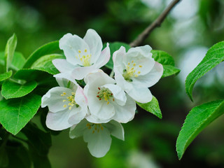 Wall Mural -  blooming apple tree branch on a blurred background
