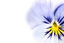Closeup Of Pansy In High Key