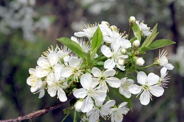 white flowers of blooming cherry tree in orchard