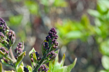Macro View Of Small Emerging Deep Purple Flower Buds On A Persian Lilac Bush Tree In Spring