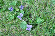 Close-up view of native blue wood violet wildflowers (viola sororia) growing in a North American prairie grassland in spring and summer