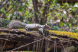 Grey Squirrel on log