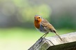 A European robin (Erithacus rubecula) perching on a fence. The bird is looking at the camera, with an insect in its beak.