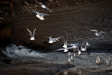 Wall Mural - The birds of the sea