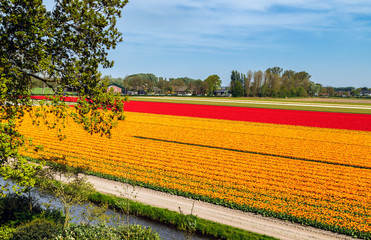 Colourful tulips fields in spring time near Lisse, South Holland, Netherlands. Scenic view of the Holland countryside.