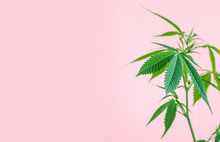 Indoor Cannabis Plant, Branch Of Marijuana On A Pink Background With Copy Space