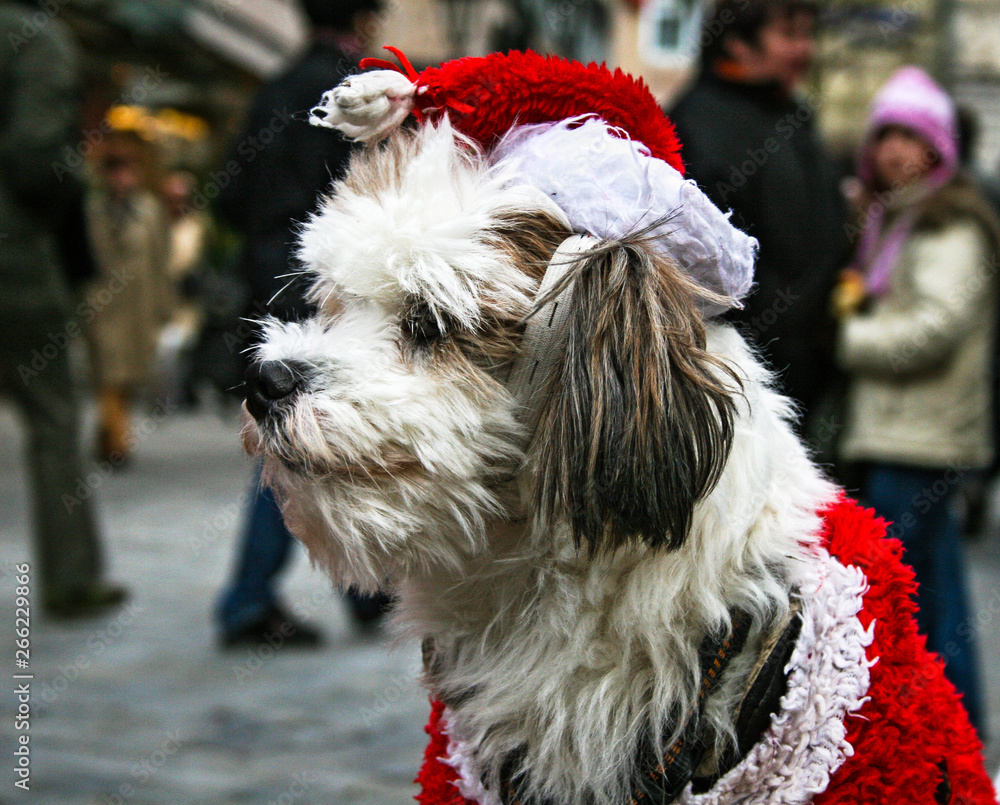 sitting dog with Santa costume at Nuremberg Christmas Market having a ...