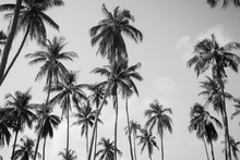 Coconut Palm Trees In Sunset Light. Vintage Background. Black And White Retro Toned Poster.