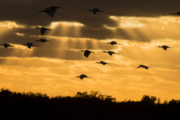 Wall Mural - Birds returning to roost at sunset in Everglades