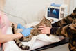 Closeup of veterinarian doing ultrasound scan of cute domestic cat