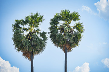 palm tree two on blue sky and cloud background